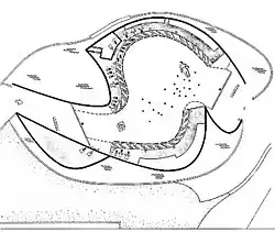 Corte en planta del Pabellón