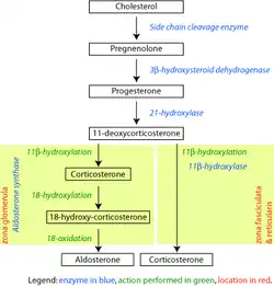 Ruta de los corticosteroides biosintéticos en ratas
