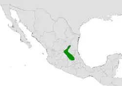 Coryphantha octacantha