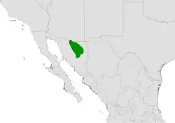 Coryphantha recurvata