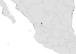 Coryphantha tripugionacantha