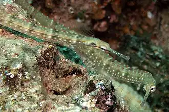 Pareja de C. schultzi en Lembeh, Indonesia