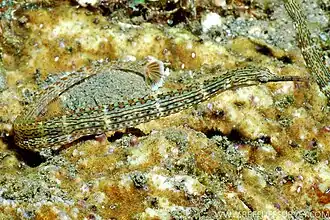 Corythoichthys schultzi