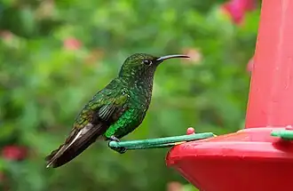 Colibrí en San Carlos
