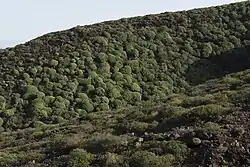 Reserva de tabaibales de Hizcaguán, el Callejoncito, Garafía.