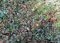 Cotoneaster × watereri