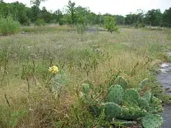 Claro de piedra caliza en la cuenca interior de Nashville, Tennessee