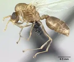 Crematogaster sewellii