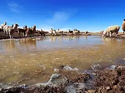 Alpacas (Vicugna pacos) y llamas (Lama glama) bebiendo en una fuente estacional de agua, Bolivia.