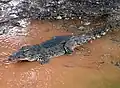 Cocodrilo cubano (Crocodylus rhombifer)