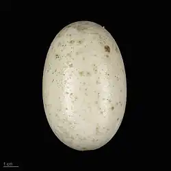 Crocodylus niloticus - MHNT