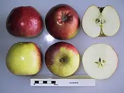 La Manzana 'Bismarck' seccionada.