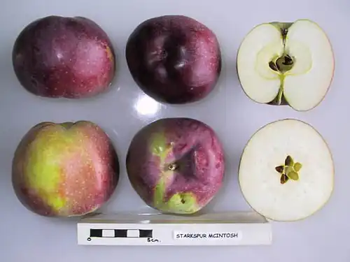 Manzana 'McIntosh' seccionada en el Brogdale Farm, National Fruit Collection.