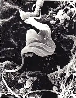 Cryptobia helicis (Trypanosomatida)