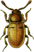 Cryptophagus cellaris