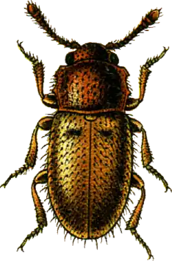 Cryptophagus lycoperdi