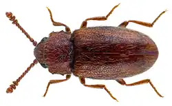 Cryptophagus pilosus