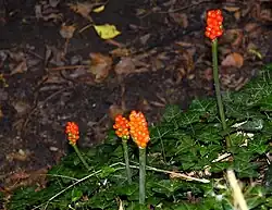 Fruto múltiple de bayas madurando en Arum. Es el típico en la familia, en general no comestible por humanos.