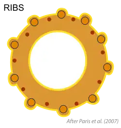 Las costillas (ribs) en un fruto acostillado (ribbed), que en este caso coinciden con los 10 haces vasculares "principales". Esquema según Paris et al. (2007[112]​).