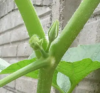 Cucurbita maxima. Nudo, detalle. Zarcillo, hoja (pecíolo hacia la izquierda arriba), una yema vegetativa y una yema floral masculina.