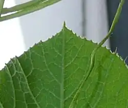 Hoja de ápice obtuso.