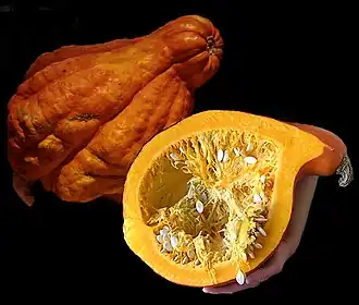 Cucurbita maxima 'Boston Marrow'