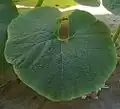 Cucurbita maxima: Hoja reniforme.