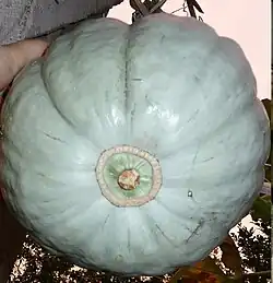Cucurbita maxima "zapallo plomo" con anillo y una corona pequeña que no protruye.