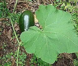 Cucurbita moschata: Hoja.