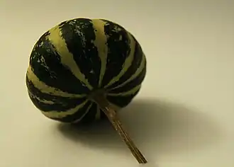 De tipo "Flat"[cita 59]​ (Aplanado, como un cilindro aplanado), normalmente son lisos (sin verrugas) y "Striped"[cita 71]​[cita 72]​ de colores oscuros con bandas claras, como el de la foto.