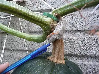 2015. Día 59. Pedúnculo casi maduro, en esta especie al madurar parece "seco" por fuera pero por dentro se mantiene verde hasta que se seca la planta o hasta la cosecha.