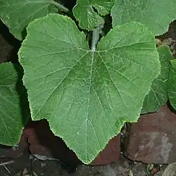 Cucurbita pepo, hoja de planta joven.