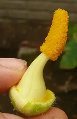 Flor masculina, pétalos removidos.