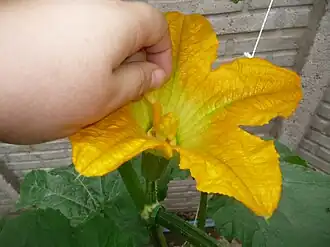 Transferencia del polen de las anteras al estigma.