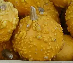 De tipo "Ball" (Bola), "Warty" (con verrugas). Éste es 'Orange Warted'[cita 61]​ o directamente 'Warty'[cita 62]​.