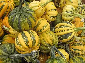 Cucurbita pepo tipo "Pumpkin" acostillados.