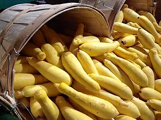 Straightnecks inmaduros en venta como verdura de estación.