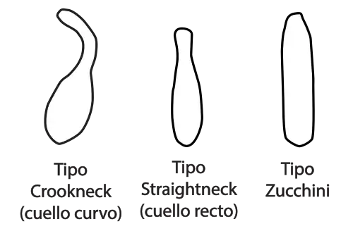 Diferencias relativas entre Crookneck, Straightneck, y Zucchini, según la clasificación de Paris (1986[1]​).
