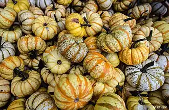 Variedad atigrada: 'Li'l Pump-ke-mon'[cita 12]​, 'Sweet Lightning'[cita 13]​, 'Tiger pumpkin'.