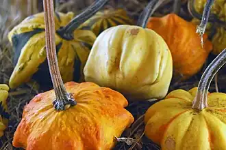 De tipo "Daisy"[cita 73]​ (Margarita, la flor). Aplanados y angulosos de 5 pares de puntas, colores que se ven como una flor desde arriba.[cita 73]​