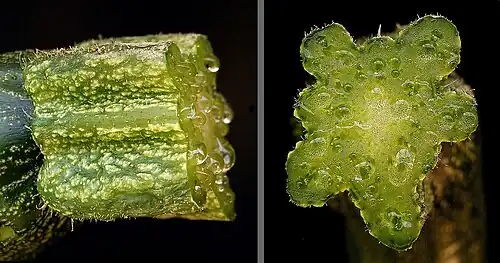 C. pepo subsp. pepo inmaduro. Pedúnculo grueso y de largo muy variable, de costillas en ángulos bien marcados con surcos profundos (deeply furrowed[cita 61]​), 5 primarias y pueden observarse algunas de las 5 secundarias más fácilmente que en C. moschata (típicamente se ven 5 a 8).[cita 63]​[cita 62]​