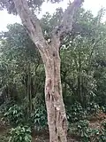 Aspecto del tronco del árbol adulto.