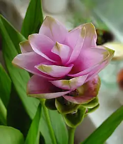 Curcuma alismatifolia