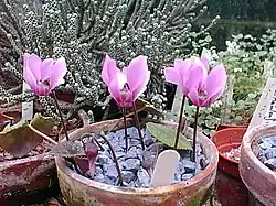 Cyclamen colchicum