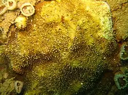 Cycloseris explanulata