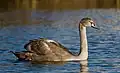 Joven cisne blanco