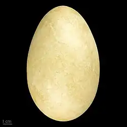 Cygnus cygnus - MHNT