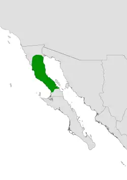 Cylindropuntia tesajo