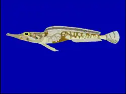 Draco de las profundidades