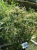 Cyperus alternifolius.
